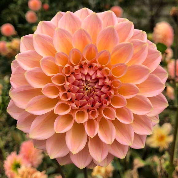 Meet your Posher, SaltandSand45 - Picture 2 of 2